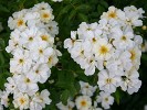 Trier (Moschusrose) Bild der Rose 'Trier' (Moschusrose)