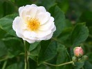 Trier (Moschusrose) Bild der Rose 'Trier' (Moschusrose)