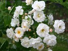 Trier (Moschusrose) Bild der Rose 'Trier' (Moschusrose)