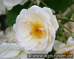 Trier (Moschusrose) Bild der Rose 'Trier' (Moschusrose)