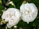 Blanche Moreau (Moss Rose) Picture of the rose 'Blanche Moreau' (Moss Rose)
