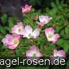Picture of the rose 'Ballerina' (Musk Rose)