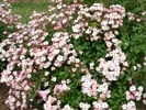 Ballerina (Musk Rose) Picture of the rose 'Ballerina' (Musk Rose)