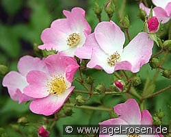 Ballerina (Musk Rose) Picture of the rose 'Ballerina' (Musk Rose)