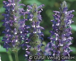 Katzenminze (Stauden für Beete, Rabatten & Schnitt) Bild der Staude 'Katzenminze' (Nepeta nervosa)