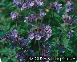 Katzenminze (Stauden für Steingärten & Trockenmauern) Bild der Staude 'Katzenminze' (Nepeta x faassenii)