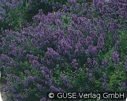 Katzenminze (Stauden für Steingärten & Trockenmauern) Bild der Staude 'Katzenminze' (Nepeta x faassenii 'Six Hills Giant')