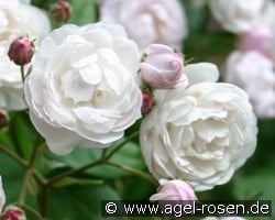 Champneys' Pink Cluster (Noisetterose) Bild der Rose 'Champneys' Pink Cluster' (Noisetterose)