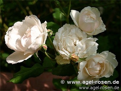 Bild der Rose 'Mme. Alfred Cariérre' (Noisetterose)