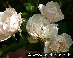 Mme. Alfred Cariérre (Noisetterose) Bild der Rose 'Mme. Alfred Cariérre' (Noisetterose)