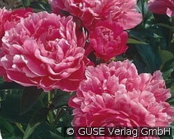 Pfingstrose (Stauden für Beete, Rabatten & Schnitt) Bild der Staude 'Pfingstrose' (Paeonia Lactiflora-Hybride)