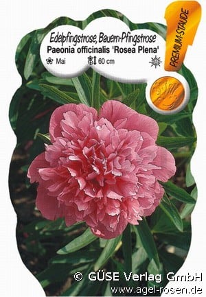 Bauern-Pfingstrose (Perennials for beds, border & cut) Picture of the perennial 'Bauern-Pfingstrose' (Paeonia officinalis 'Rosea Plena')