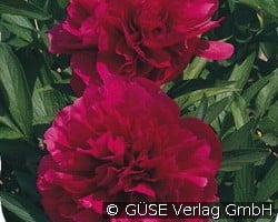 Bauern-Pfingstrose (Stauden für Beete, Rabatten & Schnitt) Bild der Staude 'Bauern-Pfingstrose' (Paeonia officinalis 'Rubra Plena')