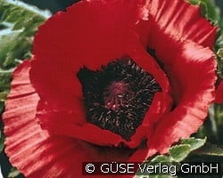 Gartenmohn (Stauden für Beete, Rabatten & Schnitt) Bild der Staude 'Gartenmohn' (Papaver orientale 'Brillant')