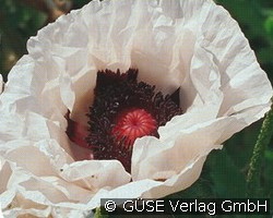 Garten-Mohn (Stauden für Beete, Rabatten & Schnitt) Bild der Staude 'Garten-Mohn' (Papaver orientale 'Royal Wedding')