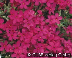 Polster-Phlox (Stauden für Steingärten & Trockenmauern) Bild der Staude 'Polster-Phlox' (Phlox Douglasii-Hybride 'Red Admiral')