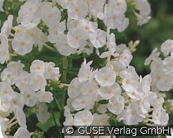 Flammenblume (Stauden für Beete, Rabatten & Schnitt) Bild der Staude 'Flammenblume' (Phlox Paniculata-Hybride 'Danielle')