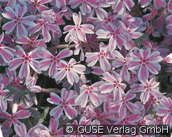 Teppich-Phlox (Stauden für Steingärten & Trockenmauern) Bild der Staude 'Teppich-Phlox' (Phlox subulata 'Candy Stripes')