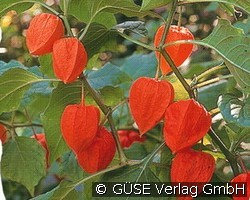 Lampionblume (Stauden für Beete, Rabatten & Schnitt) Bild der Staude 'Lampionblume' (Physalis alkekengi var. franchetii)