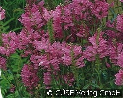 Etagenerika (Stauden für Beete, Rabatten & Schnitt) Bild der Staude 'Etagenerika' (Physostegia virginiana 'Rosea')