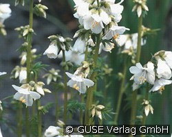 Jakobsleiter (Stauden für Beete, Rabatten & Schnitt) Bild der Staude 'Jakobsleiter' (Polemonium caeruleum 'Album')