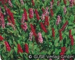 Knöterich (Stauden für Steingärten & Trockenmauern) Bild der Staude 'Knöterich' (Polygonum affine)