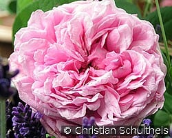 Comte de Chambord (Portland Rose) Picture of the rose 'Comte de Chambord' (Portland Rose)