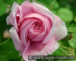 Duchesse de Rohan (Portlandrose) Bild der Rose 'Duchesse de Rohan' (Portlandrose)