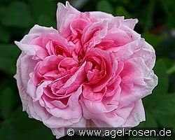 Mme. Boll (Portlandrose) Bild der Rose 'Mme. Boll' (Portlandrose)