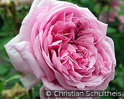 Mme. Knorr (Portlandrose) Bild der Rose 'Mme. Knorr' (Portlandrose)