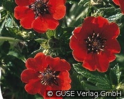 Fingerkraut (Stauden für Beete, Rabatten & Schnitt) Bild der Staude 'Fingerkraut' (Potentilla atrosanguinea)