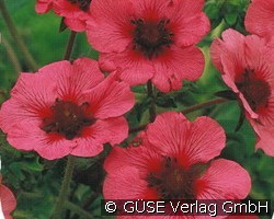Nepal-Fingerkraut (Stauden für Beete, Rabatten & Schnitt) Bild der Staude 'Nepal-Fingerkraut' (Potentilla nepalensis)