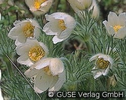 Küchenschelle, Kuhschelle (Stauden für Steingärten & Trockenmauern) Bild der Staude 'Küchenschelle, Kuhschelle' (Pulsatilla vulgaris 'Alba')