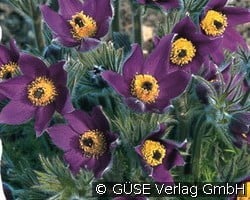 Küchenschelle (Stauden für Steingärten & Trockenmauern) Bild der Staude 'Küchenschelle' (Pulsatilla vulgaris)