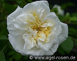 Albéric Barbier (Rambler) Bild der Rose 'Albéric Barbier' (Rambler)