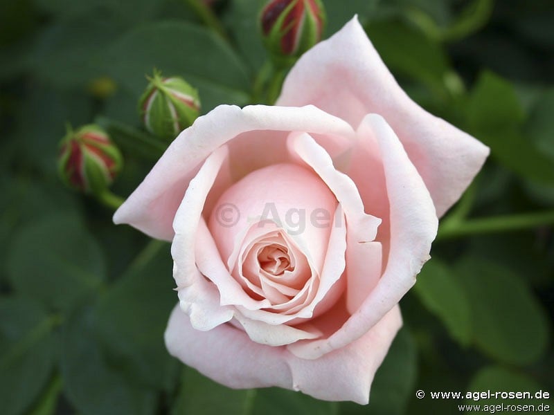 Picture of the rose 'Albertine' (Rambler)