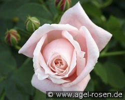 Albertine (Rambler) Bild der Rose 'Albertine' (Rambler)