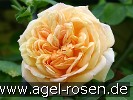 Bild der Rose 'Alchymist' (Rambler)