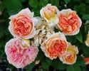 Alchymist (Rambler) Bild der Rose 'Alchymist' (Rambler)