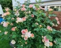 Alchymist (Rambler) Bild der Rose 'Alchymist' (Rambler)