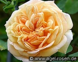 Alchymist (Rambler) Bild der Rose 'Alchymist' (Rambler)