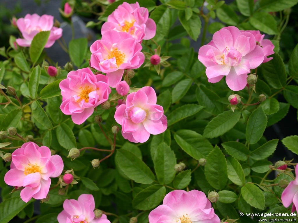 Bild der Rose 'Apple Blossom' (Rambler)