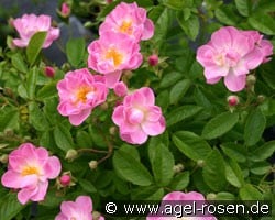 Apple Blossom (Rambler) Bild der Rose 'Apple Blossom' (Rambler)