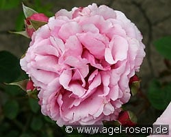 Aurelia Liffa (Rambler) Picture of the rose 'Aurelia Liffa' (Rambler)