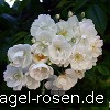 Bild der Rose 'Bobbie James' (Rambler)