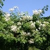 Bobbie James (Rambler) Bild der Rose 'Bobbie James' (Rambler)