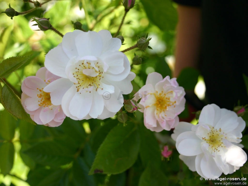 Bild der Rose 'Brenda Colvin' (Rambler)