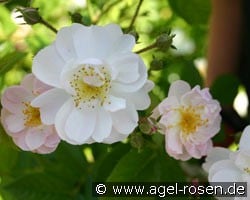 Brenda Colvin (Rambler) Bild der Rose 'Brenda Colvin' (Rambler)