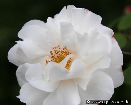 Capriolata (Rambler) Bild der Rose 'Capriolata' (Rambler)