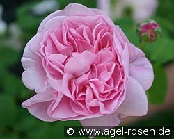 Chaplin's Pink Climber (Rambler) Bild der Rose 'Chaplin's Pink Climber' (Rambler)